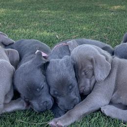 Weimaraners from Kennedy Weimaraners