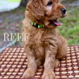 Mr. Reef - Apricot male Goldendoodle puppy in Pensacola, Florida from Ruby Pupper Doodles