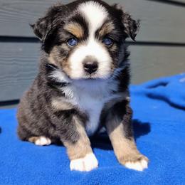 Blossom - Black tri female Miniature American Shepherd puppy in Harrisonville, Missouri from Trailside Mini Aussies