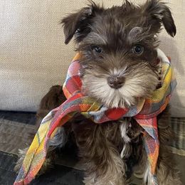 Miniature Schnauzers from Royal Pups Dynasty