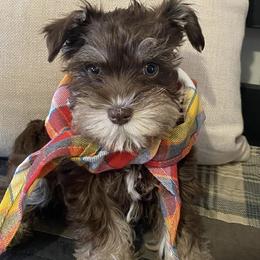 Miniature Schnauzers from Royal Pups Dynasty