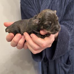 Billie - Salt and pepper male Miniature Schnauzer puppy in Newburgh, Indiana from Lakehouse Miniature Schnauzers of Southern Indiana