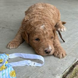 Anchor - Red  male Goldendoodle puppy in Camden, North Carolina from Oopsie Doodles of NC