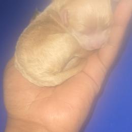 Girl 1 - Apricot female Poodle puppy in North Augusta, South Carolina from Tiny Paws Luxury Pets