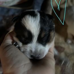 Teal - Blue mottled male Australian Cattle Dog puppy in Aiken, South Carolina from Rusty Blue Dog Farm
