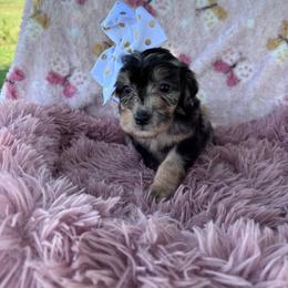 Betty (pink) - Merle female Bernedoodle puppy in Rising Sun, Indiana from Ruby Lane Doodles