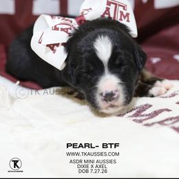 Pearl Black Tri Female - Black tri female Miniature Australian Shepherd puppy in Nacogdoches, Texas from TK Standard, Mini, & Toy Aussies