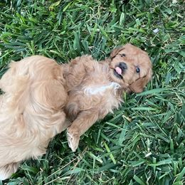 Maltipoo Puppies from Piper N Penny
