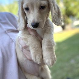 Dachshund Puppies from Davidson's Dachshunds