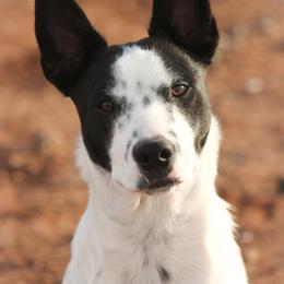 Rick - Blue mottled male Australian Cattle Dog puppy in Marana, Arizona from Impact 3rd Australian Cattle Dogs