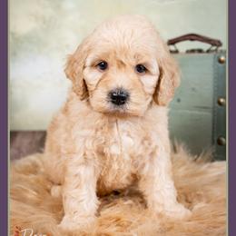 Drummer - Yellow and white male Bernedoodle puppy in Connersville, Indiana from Deaz Doodle Ranch