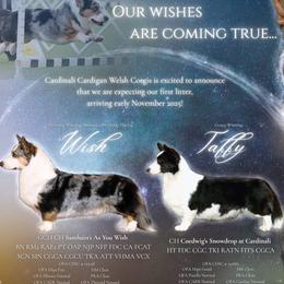 Cardigan Welsh Corgi puppies from Oryan Goldens and Pugs and Cardinali Cardigan Welsh Corgi