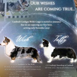 Cardigan Welsh Corgi puppies from Oryan Goldens and Pugs and Cardinali Cardigan Welsh Corgi