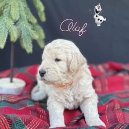 Goldendoodles and Golden Retrievers from Golden Retrievers and Doodles from Heaven