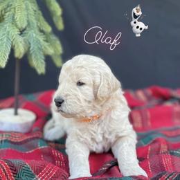 Goldendoodles and Golden Retrievers from Golden Retrievers and Doodles from Heaven