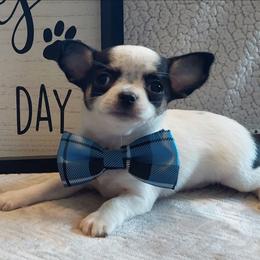 Bandit - Black and white male Chihuahua puppy in Brook Park, Minnesota from Northstar Chihuahuas