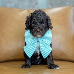 Espresso - Chocolate male Labradoodle puppy in Clovis, California from Delta Doodless