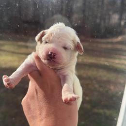 Girl 1 - Cream female Aussiedoodle puppy in Mtn Rest, South Carolina from Stocktons Doxies & Doodles