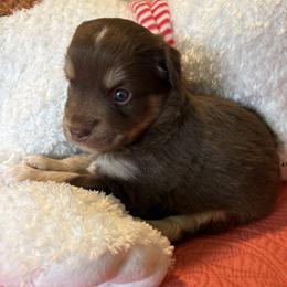 Wisteria - Red tri male Miniature Australian Shepherd puppy in Port Saint Lucie, Florida from Charlene Brannon's Mini Australian Shepherds