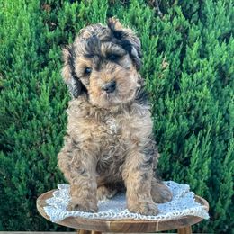 Merle - Merle male Bernedoodle puppy in Bells, North Carolina from Neighborhood Poodles & Doodles