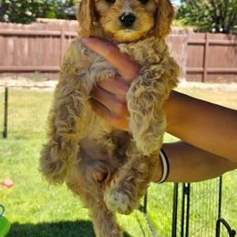 Twix - Apricot male Cavapoo puppy in South Jordan, Utah from Lucky Doodle Pups