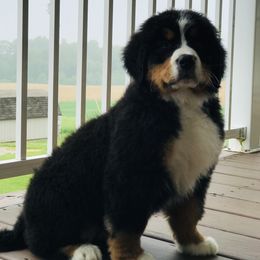 Bernese Mountain Dog and Pembroke Welsh Corgi Puppies from Highland Meadows