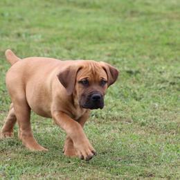 Holly (Light pink) - Brown female Boerboel puppy in Shawnee, Oklahoma from TXT Boerboels