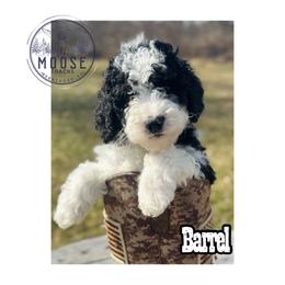Barrel - Tri-color male Bernedoodle puppy in Belleville, Michigan from Moose Tracks Bernedoodles