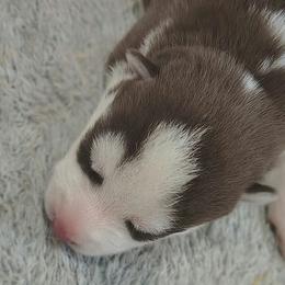 2 Loretta Lynn - Red and white female Siberian Husky puppy in Heppner, Oregon from Yuki Ookami Show Kennel