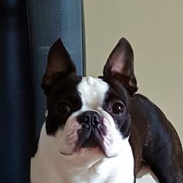 Moonie - Boston Terrier