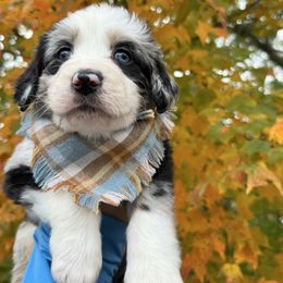 KNOX Autumn Equinox - male Australian Mountain Doodle puppy in Taylors, South Carolina from Aspen Mountain Doodles LLC