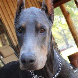 Doberman Pinschers from AMX Dobermans