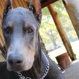 Doberman Pinschers from AMX Dobermans