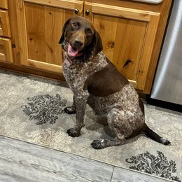 Heidi - German Shorthaired Pointer