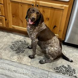 Heidi - German Shorthaired Pointer