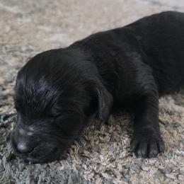 Boy 2 - male Sheepadoodle puppy in Owensville, Missouri from Oak Valley Kennels