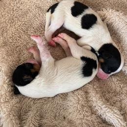 America (Meri) - White black and tan female Papillon puppy in Coatesville, Indiana from Wendy’s Wings