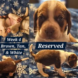 Copper-Dark Blue-Male - Brown white and tan male Beagle puppy in Bemidji, Minnesota from Nse Farms Beagles
