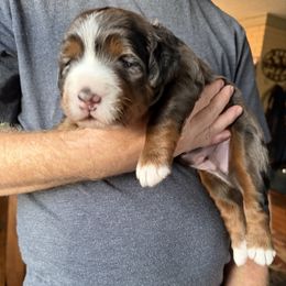 Wyatt - Blue merle male Bernedoodle puppy in Campbellsville, Kentucky from Blue Belle Hills Bernedoodles