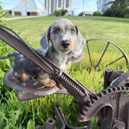 Cash - Dapple male Dachshund puppy in Waseca, Minnesota from Dragonfly Doxies