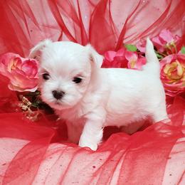 Girl 3 - White female Maltese puppy in Fresno, California from Soua's Pups