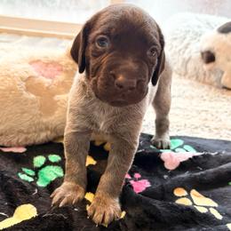 Boy 2 - Liver roan male German Shorthaired Pointer puppy in Troy, North Carolina from Uwharrie GSP