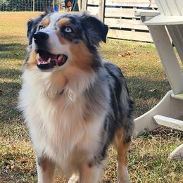 Aussiedoodles and Toy Australian Shepherds from Cotton Country Kennels