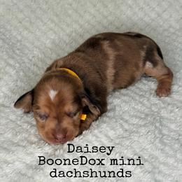Daisey - Dapple female Dachshund puppy in Lexington, Oklahoma from BooneDox Miniature Dachshunds