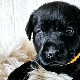 Labrador Retrievers from MNJ Labradors