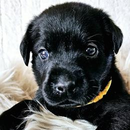 Labrador Retrievers from MNJ Labradors