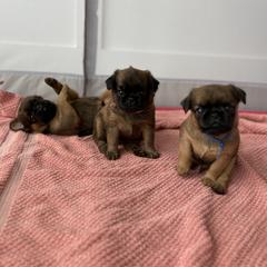 Brussels Griffon Puppies from Griffs & Co.