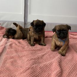 Brussels Griffon Puppies from Griffs & Co.