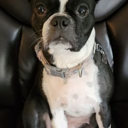 Boston Terriers from K & B Boston's