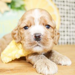 Cooper - Red male Cocker Spaniel puppy in Rattan, Oklahoma from Double M Cocker Spaniels